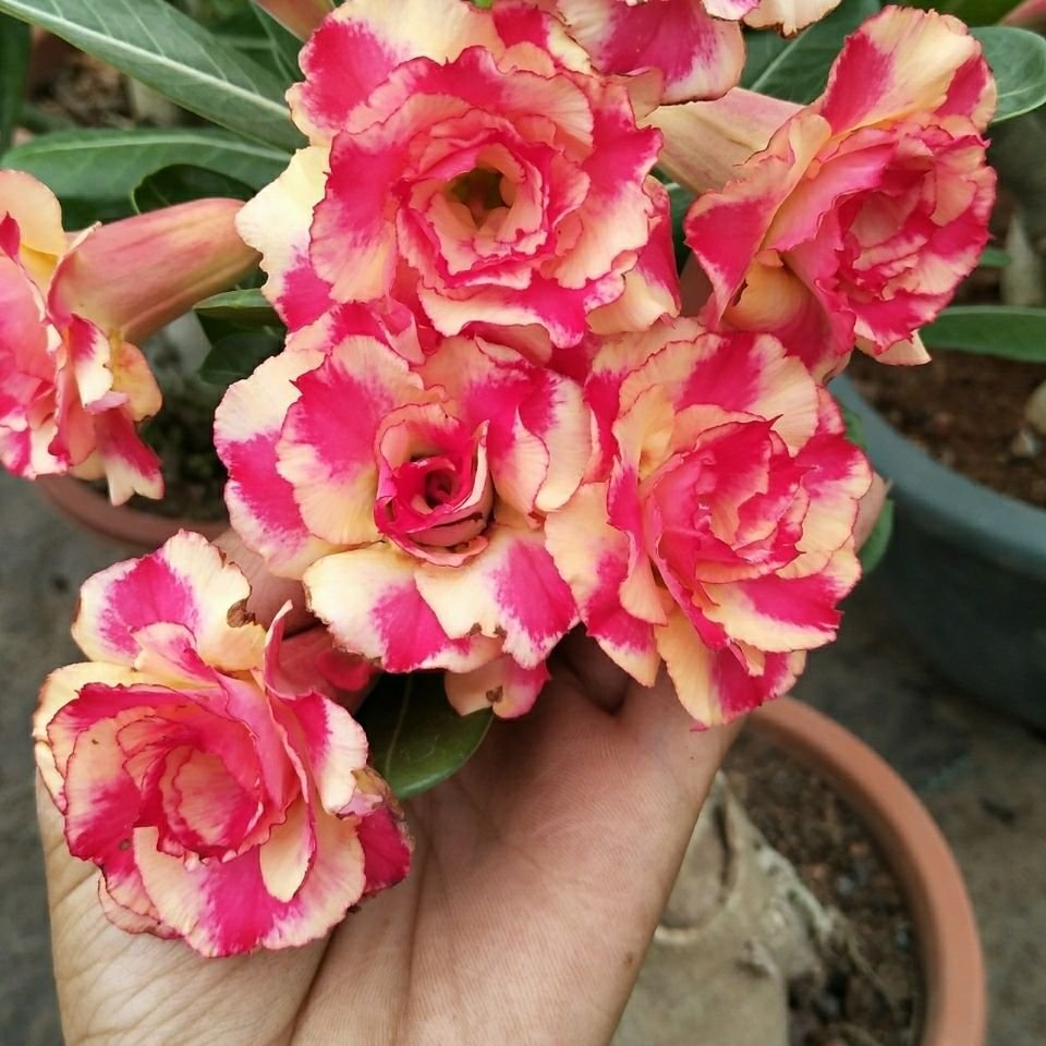 JMS 2Pcs Rose Pink And Yellow Bicolor Desert Rose Seeds Double Flowers Adenium Garden Plants