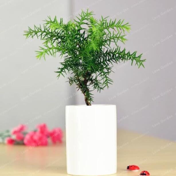 JMS Rare Araucaria Heterophyll Seed Planting Is Simple Potted Balcony
