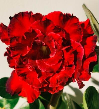 JMS 2Pcs Dark Red Desert Rose Seeds 6-Layer Damask Adenium Flowers Home Garden Bonsai Potted