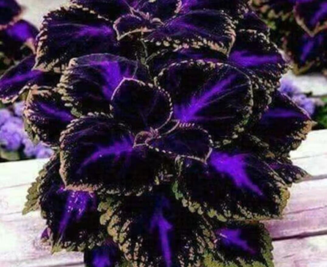 JMS Coleus Black/Blue 100 Seeds - Painted Nettle - Blumei - Solenostemon - Coleus Scutellarioides - 