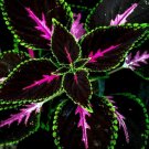 JMS Coleus King Kong Seeds - 100 Rare Seeds For Planting - Vibrant Blooms, Great For Shade Or Indoor