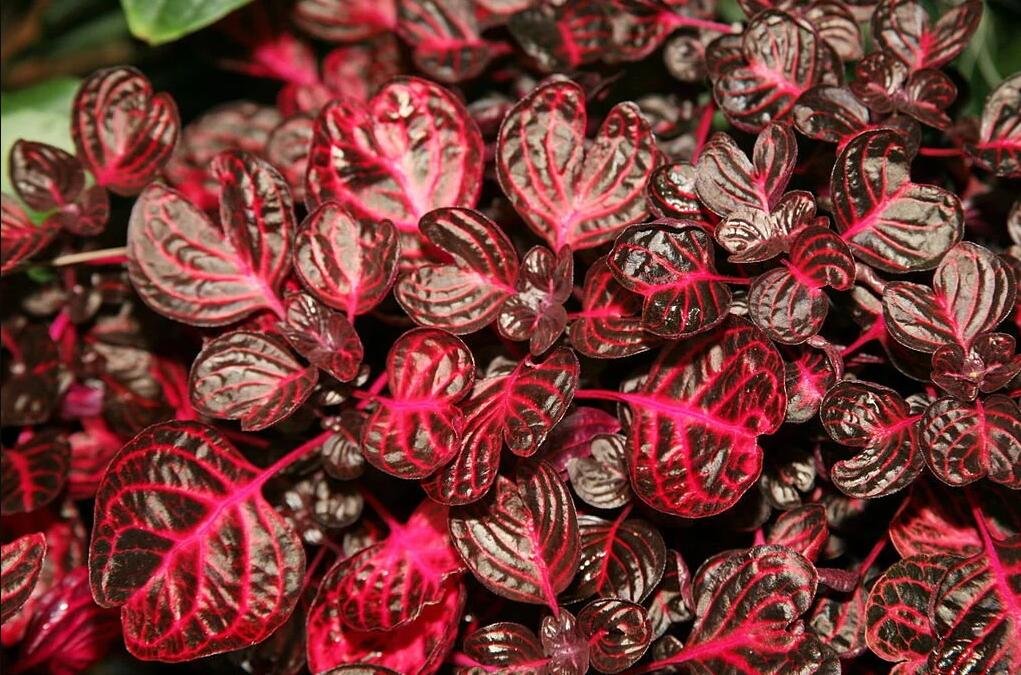 JMS 100Pcs Red Coleus Flower Seeds Colorful