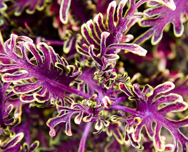 JMS 100Pcs Coleus Flower Seeds Purple Green Bi-Color Spider Shaped