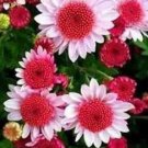 JMS 50 Seeds Pink Dwarf Sunflowers Flowers
