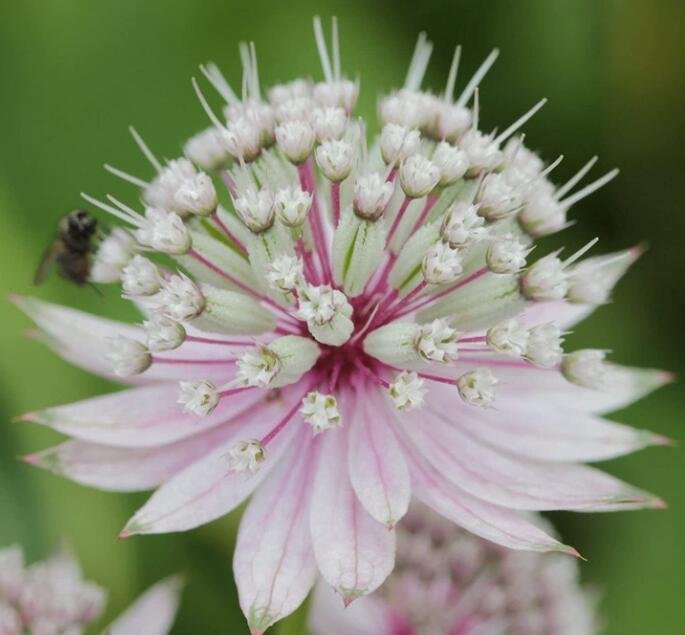 JMS 50Pcs Astrantia Major The Great Masterwort Seed Single Or Multiple Items Seeds Easy To Seasons, 
