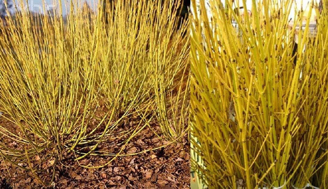 JMS 50 Seeds Cornus Stolonifera Var Flava Bulk Wholesale Seeds For Planting Yellow Twig Dogwood Corn