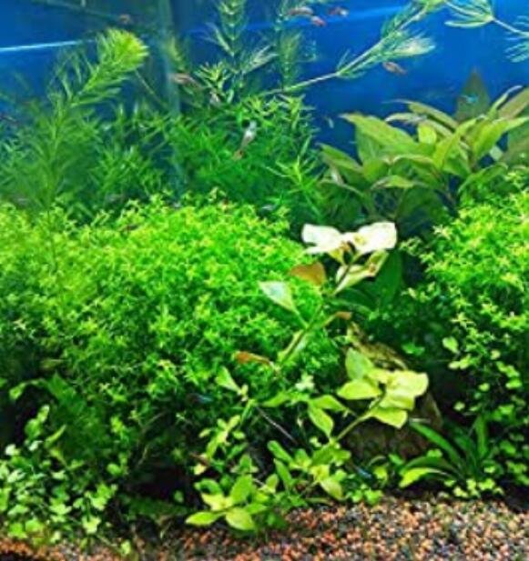 JMS 1000Pcs/Bag Aquarium Plants Seeds Artificial Aquarium Plant Decoration Fish Tank Submersible
