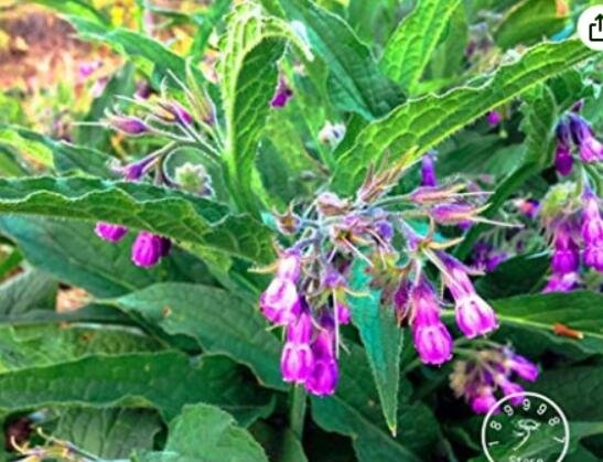 JMS Promotion! 100 Pieces/Pack Certified Organic True Comfrey Bonsai,Non Gmo, Certified Organic Heir