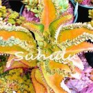JMS Bonsai Mixed Longevity Flower, Kalanchoe Semente Flor Novel Plants For Diy Home Garden Herb Gras