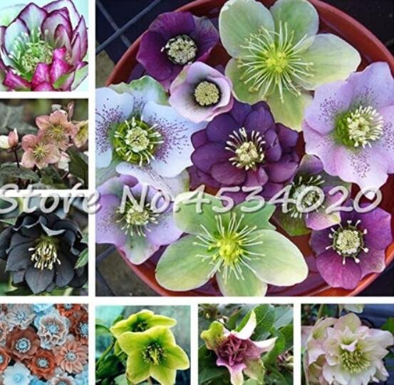 JMS 100 Pcs Japanese Hellebore (Christmas Rose) Helleborus Niger Seed Flower Plant Home Garden Novel