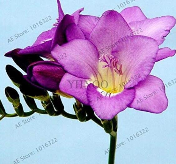 JMS 100 Pcs/Bag Freesia Garden Bulbs True Freesia Bonsai Flowers Orchid Flowers Freesia Rhizome Bulb
