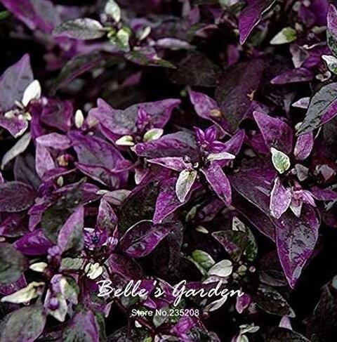 JMS 100Pcs Purple Flash Ornamental Pepper Seeds Vegetable Home Garden Bonsai Plant