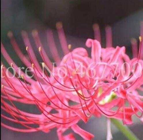JMS 100 Unidades/Bolsa Bonsai Lycoris Flor No Lycoris Foco Colores Mixtos Para Exterior E Interior F