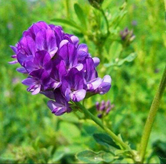 JMS 200Pcs/Bag Alfalfa Seeds Perennial Medicago Sativa Seeds Hardy Flowers Forage Seeds For Home Gar