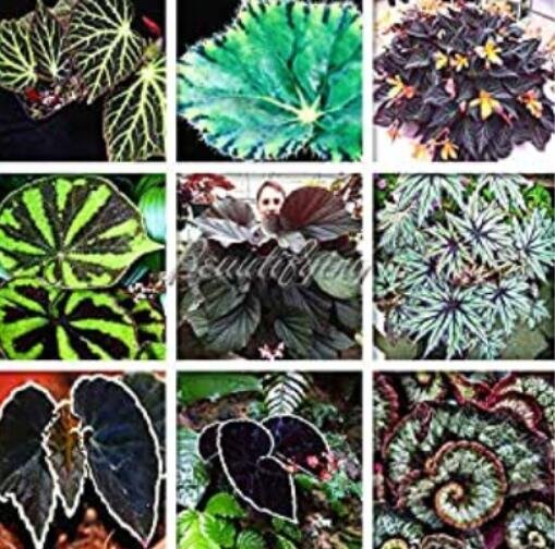 JMS 200 Flores De Begonia Bons&Atilde;&iexcl;i Para Bons&Atilde;&iexcl;i, Hogar Y Jard&Atilde;&shy;n, Flores En Maceta, Purifican El Aire