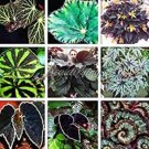 JMS 200 Flores De Begonia Bonsái Para Bonsái, Hogar Y Jardín, Flores En Maceta, Purifican El Aire