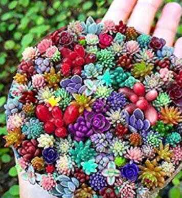 JMS 100 Pcs Rare Succulents Bonsai Mix Plant Lithops Flower Cactus Garden Plants Garden Decoration (