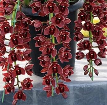 JMS 100 Pcs Dark Red Chinese Cymbidium Orchid See Ed Home Garden Flower See Ed Indoor Potted Plants 