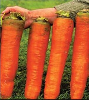 JMS 100 Piece See Eds Carrots Krasnyy Velikan - Red Giant Organic Russian Heirloom Vegetable