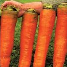 JMS 100 Piece See Eds Carrots Krasnyy Velikan - Red Giant Organic Russian Heirloom Vegetable