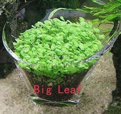 JMS Genuine!500 Pcs Aquarium Glossostigma Hemianthus Callitrichoides Bonsai Water Grass Mini Leaf Li