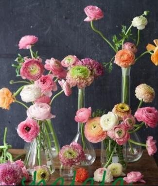 JMS 100 Pcs Ranunculus Asiaticus Flower For Home & Garden Seed Lovely Persian Buttercup Flower Seeda