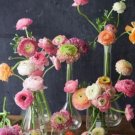 JMS 100 Pcs Ranunculus Asiaticus Flower For Home & Garden Seed Lovely Persian Buttercup Flower Seeda