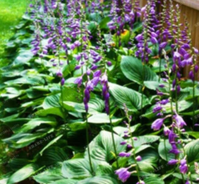 JMS 100Pcs Hosta Seed Perennials Plantain Lily Flower White Lace Home Garden Ground Cover Plant Home