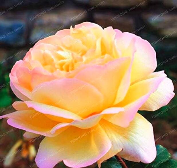 JMS Chinese Peony Flower Seeds, Yellowish Orange Double Flowers With Pink Edge