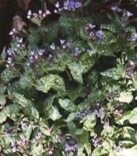 JMS Pulmonaria (Lungwort) Officinalis 50 Seeds