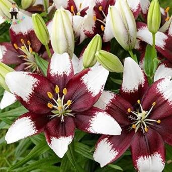 JMS 100Pcs True Amaryllis Plant Beautiful Flowers Rare Seed Plants Barbados Lily Potted Home Garden 