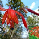 JMS Bessera Elegans * Gorgeous Coral Drops Flower * Very Rare & Unusual * 3 Seeds *