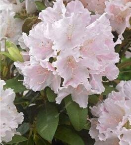 JMS 200 Pcs/Bag Exotic Japanese Azalea Bonsai Mixed Color Rhododendron Azalea Flower Potted For Home