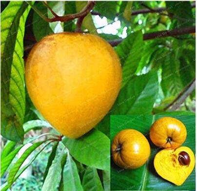 JMS 10 Pcs Lucuma Nervosa Egg Yolk Fruit Seed Seed Plants Seed Perennial Diy Outdoor Garden Planting