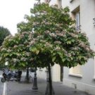 JMS Harlequin Glorybower, Clerodendron Trichotomum, 20 Seeds