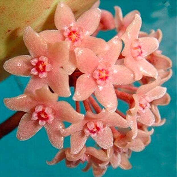 JMS Hoya Potted Carnosa Flower Seeds, Water Pink Flowers With Red Centre
