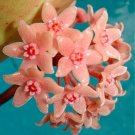 JMS Hoya Potted Carnosa Flower Seeds, Water Pink Flowers With Red Centre