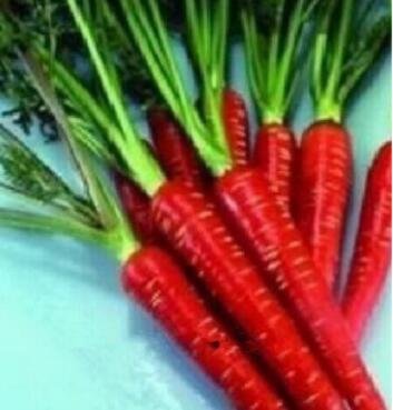 JMS Carrot Bonsai Rare Edible Vegetable Seed Nutrition Organic Heirloomradish Non-Gmo Yard Garden 20