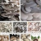 JMS Delicious Mushrooms Seed, 1000 Pcs Vegetable Rare Pleurotus Mushroom Strains Geesteranus Plant E