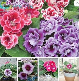 JMS 100 Plantas Gloxinia De Flores Perennes Sinningia Speciosa Bons&Atilde;&iexcl;i Balc&Atilde;&sup3;n Flor Para El Hogar Ja