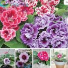 JMS 100 Plantas Gloxinia De Flores Perennes Sinningia Speciosa Bonsái Balcón Flor Para El Hogar Ja