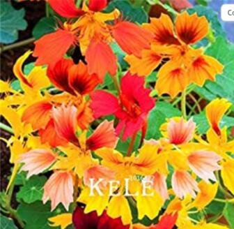 JMS 100Pcs Mixed Nasturtium Flowers Seeds