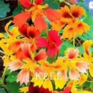 JMS 100Pcs Mixed Nasturtium Flowers Seeds