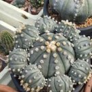 JMS 100Pcs/Bag Mixed Astrophytum Cactus Flowers Succulent Plants Bonsai Plants For Home Garden Pot
