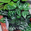 JMS 100% Genuine Rare 50Pcs Pilea Notata Bonsai, Bonsai Plants, Indoor Plants Anti Radiation Absorb 