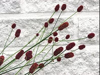 JMS 100 Seeds Red Burnet Sanguisorba Officinalis Herb Flower Lulu Certified Can Grow