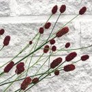 JMS 100 Seeds Red Burnet Sanguisorba Officinalis Herb Flower Lulu Certified Can Grow