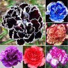 JMS 100 Pcs Carnation Bonsai Black Carnation Flower Dianthus Caryophyllus Perennial Flower Plant For
