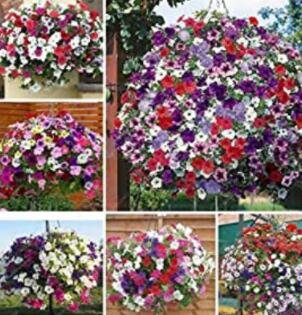 JMS 100Pcs Hanging Petunia Seeds Mixed Colors
