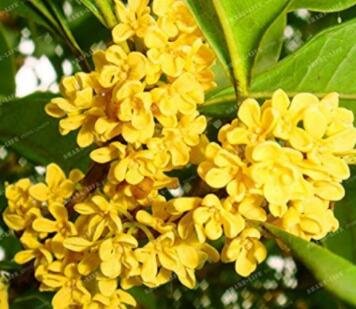 JMS Yellow Osmanthus Fragrans 20 Artificial Olive Tree Seeds For Garden Decoration